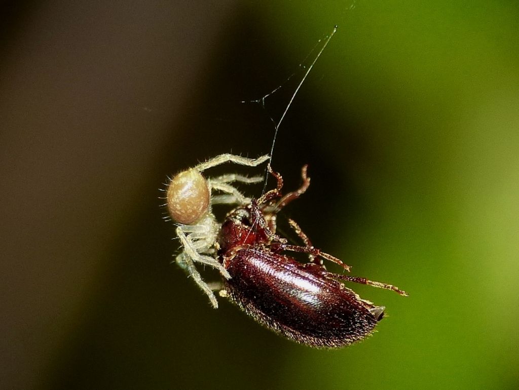 Passeggiate aracnologiche (di notte)